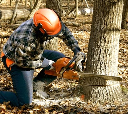 Tree Removal in Irving, IL